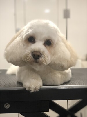 Dolcey Grooming Pic 2