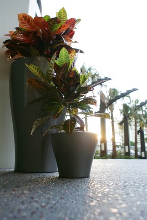 SUNNYDALE Plantsforhire Pic 4 - Croton Petra in our Charcoal Hamilton Planter