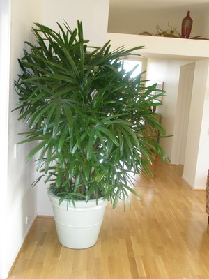 SUNNYDALE Plantsforhire Pic 5 - Raphis Palm in our white Cottapot Planter