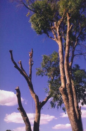 Shayne's Tree Service Pic 2 - Reduction of a large tree