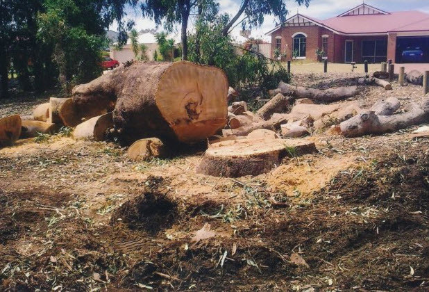 Shayne's Tree Service Pic 1 - Removal of a large tree