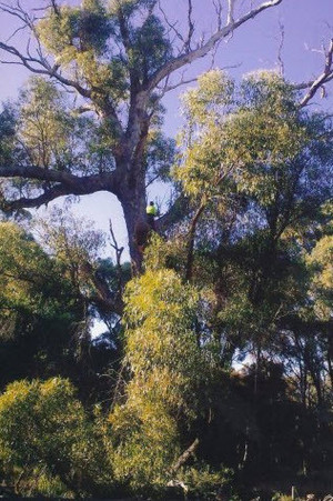 Shayne's Tree Service Pic 4 - Tree climbing