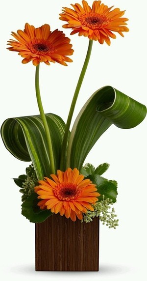 Deborah's Flowers Pic 4 - Gerbera pot