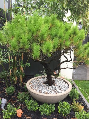 Spencer Garden Design & Horticultral Services Pic 4 - feature bonsai