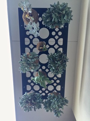 Spencer Garden Design & Horticultral Services Pic 5 - succulent frame