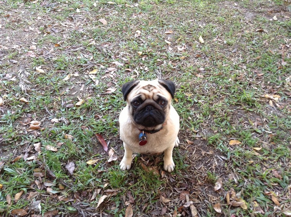 DO-YA DOGGIE STYLE MOBILE GROOMING Pic 1 - Thanks for my wash I smell lovely