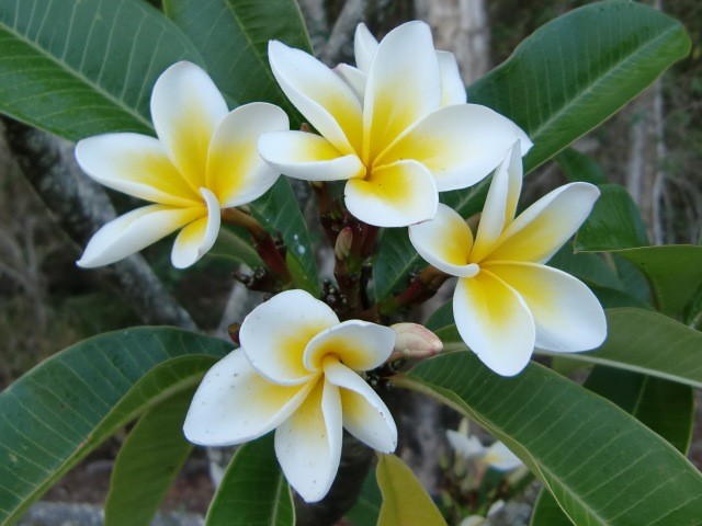 Plumerias of Noosa Pic 1 - Frangipani Plants Trees