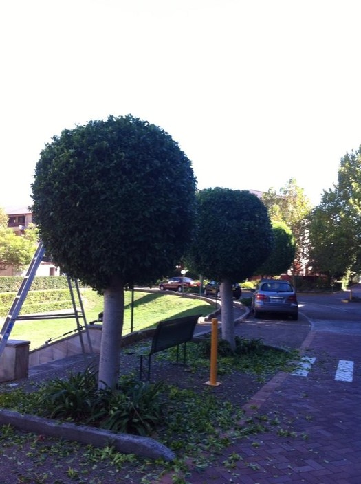 Able Lawns & Gardening Service Pic 1 - Hedging ficus