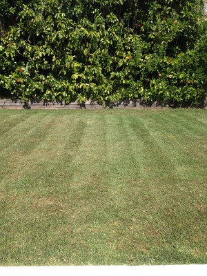 Able Lawns & Gardening Service Pic 5