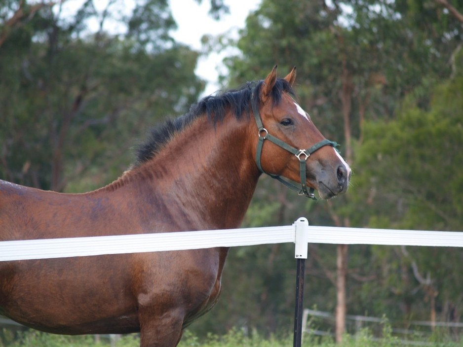 Karma's Waler Stud Pic 1 - Purebred Newhaven Station Waler Stallion