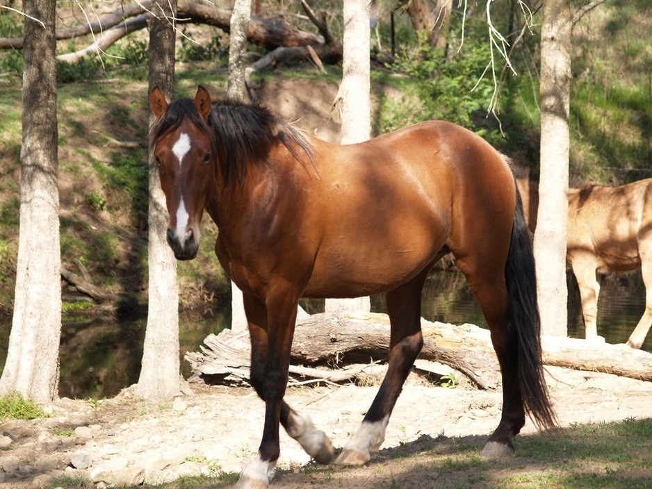 Karma's Waler Stud Pic 2 - Purebred Newhaven Station Waler Stallion