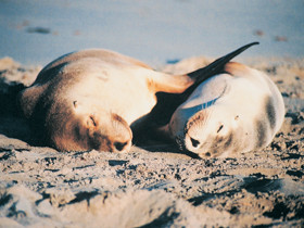 Island Beach Cabins Pic 1 - Kangaroo Island South Australia