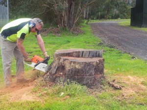 Adams Tree & Stump Removal Pic 2