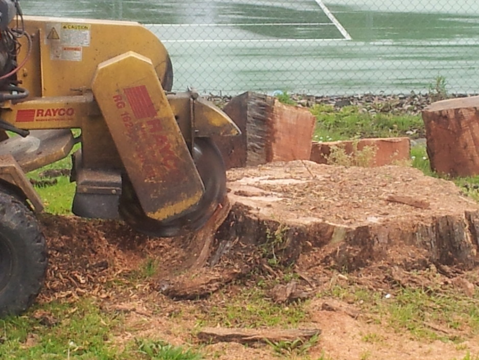 Adams Tree & Stump Removal Pic 1