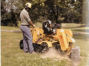 Adams Tree & Stump Removal Pic 5