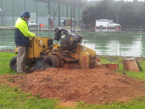 Adams Tree & Stump Removal Pic 3 - The Grinder in action