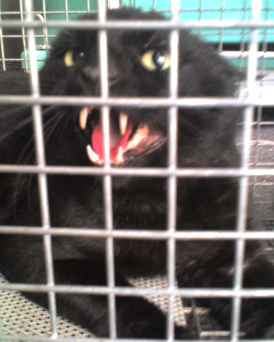 NQ Animal Control Services Pic 1 - feral cat caught in cairns suburbs