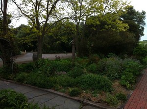 Platinum Gardening Pic 4 - A cottage garden awakening from its orderly slumber in September ready for the first spikes of salvia