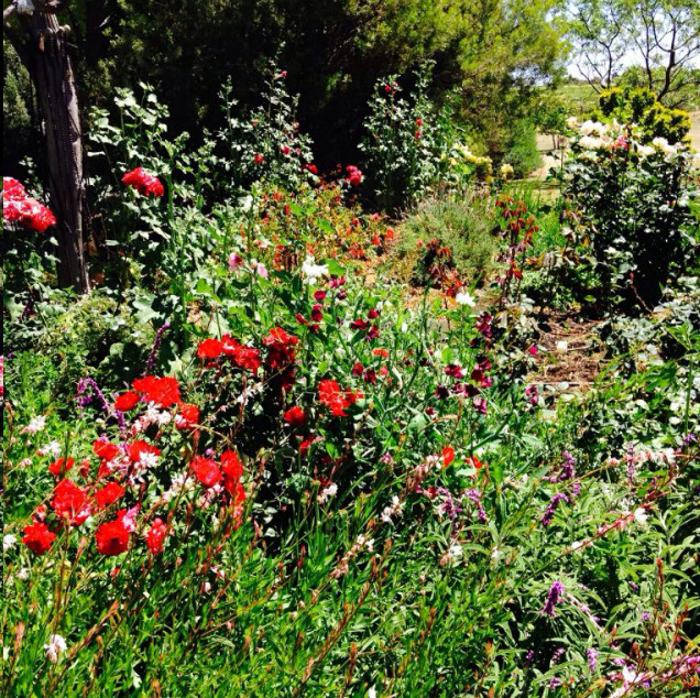 Platinum Gardening Pic 1 - English spring blooms with a hardy and waterwise understorey