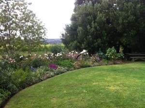 Platinum Gardening Pic 2 - The hoary Southern Vales in winter with wellfed roses still in bloom