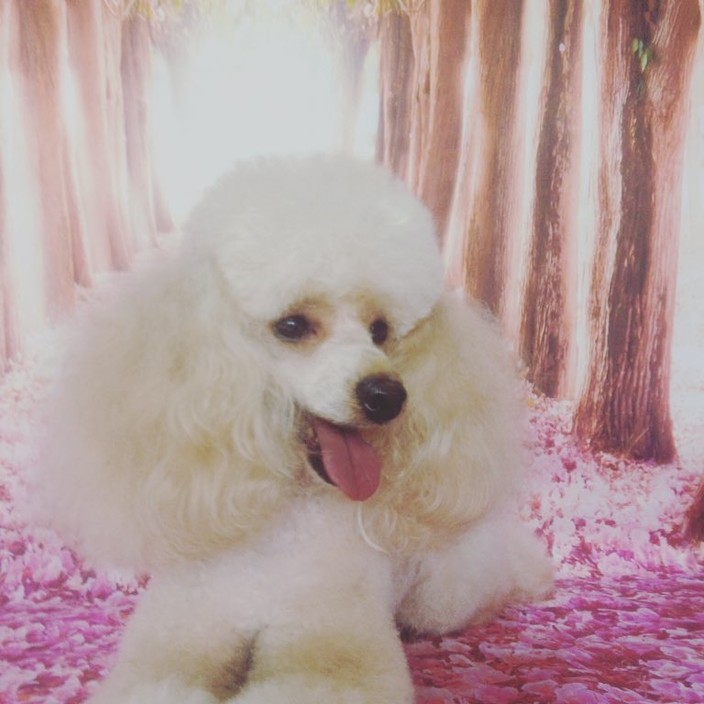 The Pink Poodle Dog Grooming Pic 1