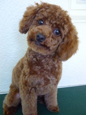 The Pink Poodle Dog Grooming Pic 4