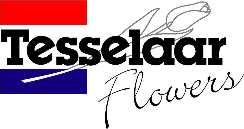 Tesselaar Flowers Pic 2