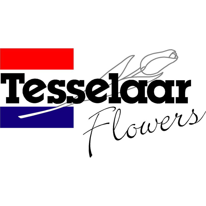 Tesselaar Flowers Pic 1