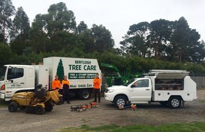 Bentleigh Tree Care Pic 2