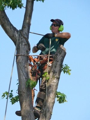 Bentleigh Tree Care Pic 3