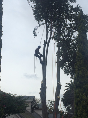 Bentleigh Tree Care Pic 5