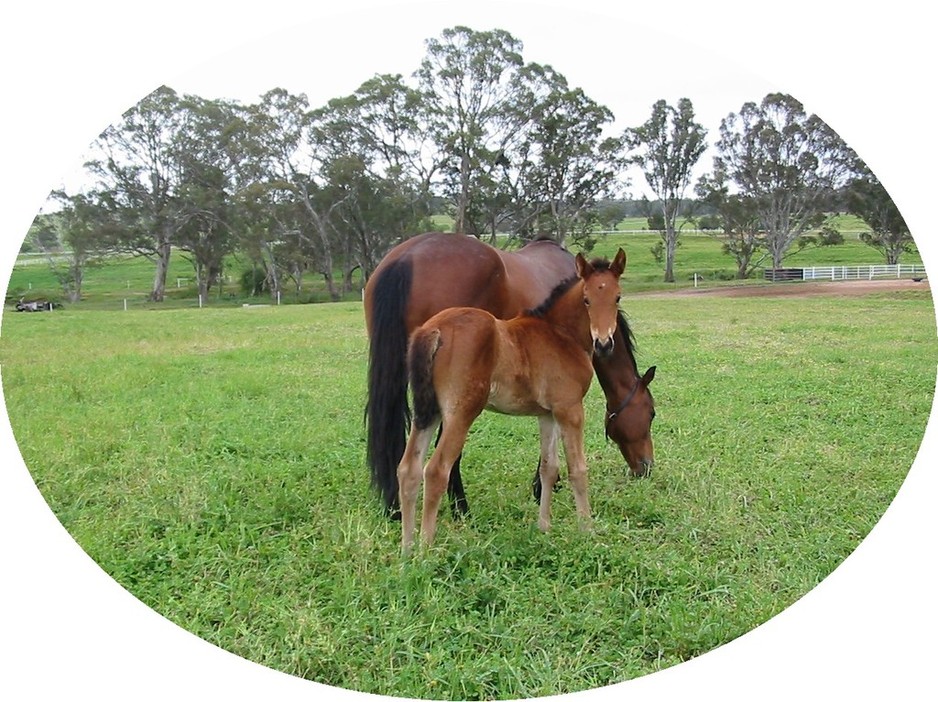 Oakford Thoroughbred Farm Pic 1 - Mare and foal accommodation