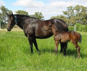 Oakford Thoroughbred Farm Pic 2 - Quality pasture for rearing of thoroughbreds