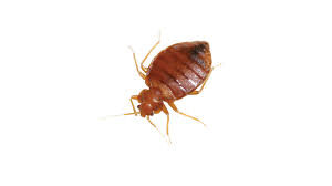 Bed Bug Treatment Sydney Pic 3