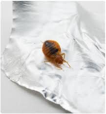 Bed Bug Treatment Sydney Pic 4