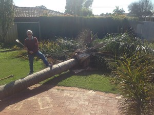 Perth Property Improver Pic 5 - Palm tree felling a personal favourite