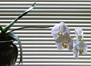 Perfectone Blinds and Curtains Pic 2 - Venetian Blinds