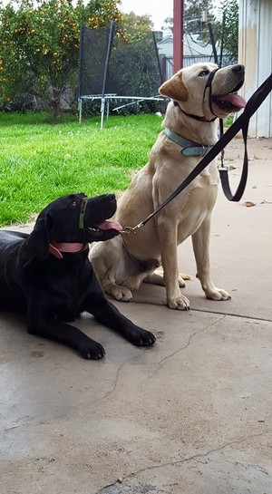 Manners Under Distraction Dog Training Pic 4