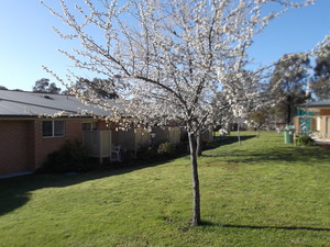 Village Life Thurgoona Pic 2 - Spacious gardens with well manicured lawns