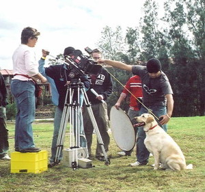 Animal Stars Dog Training Pic 4 - Casting service