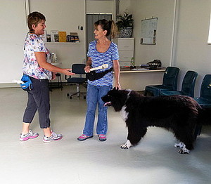 Animal Stars Dog Training Pic 3 - Private dog training lessons