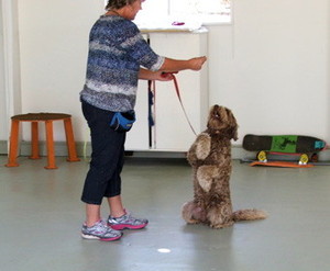 Animal Stars Dog Training Pic 2 - Secure indoor training area