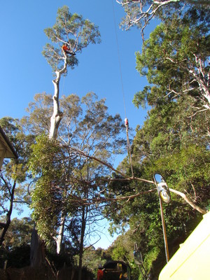 The Tree Frog Tree Specialists Pic 5