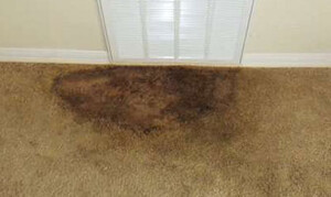 Carpet Cleaning Daylesford Pic 4