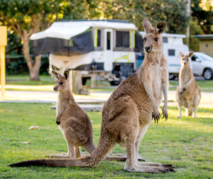 BIG4 Sunshine South West Rocks Pic 2 - Hang out with the local kangaroos