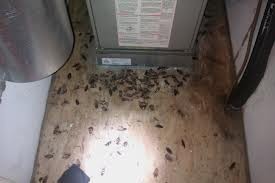 Hard Target Pest Control Pic 2 - German Cockroach Infestation