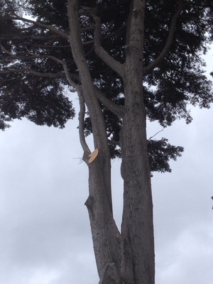 D and M Tree Services Pic 4