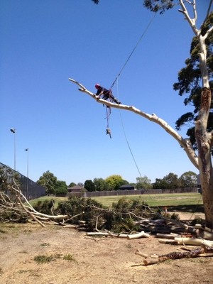 D and M Tree Services Pic 5 - Safely Lowering Branches