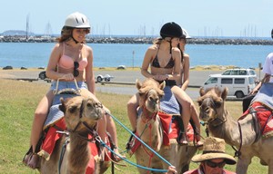 Coffs Coast Camels Pic 3 - Camel Rides Australia