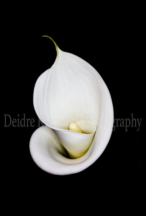 Canvas Wall Arts Pic 2 - Calla Lilly Ready To Hang Canvas